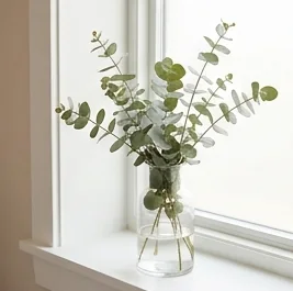 Eucalyptus in a glass vase by a window