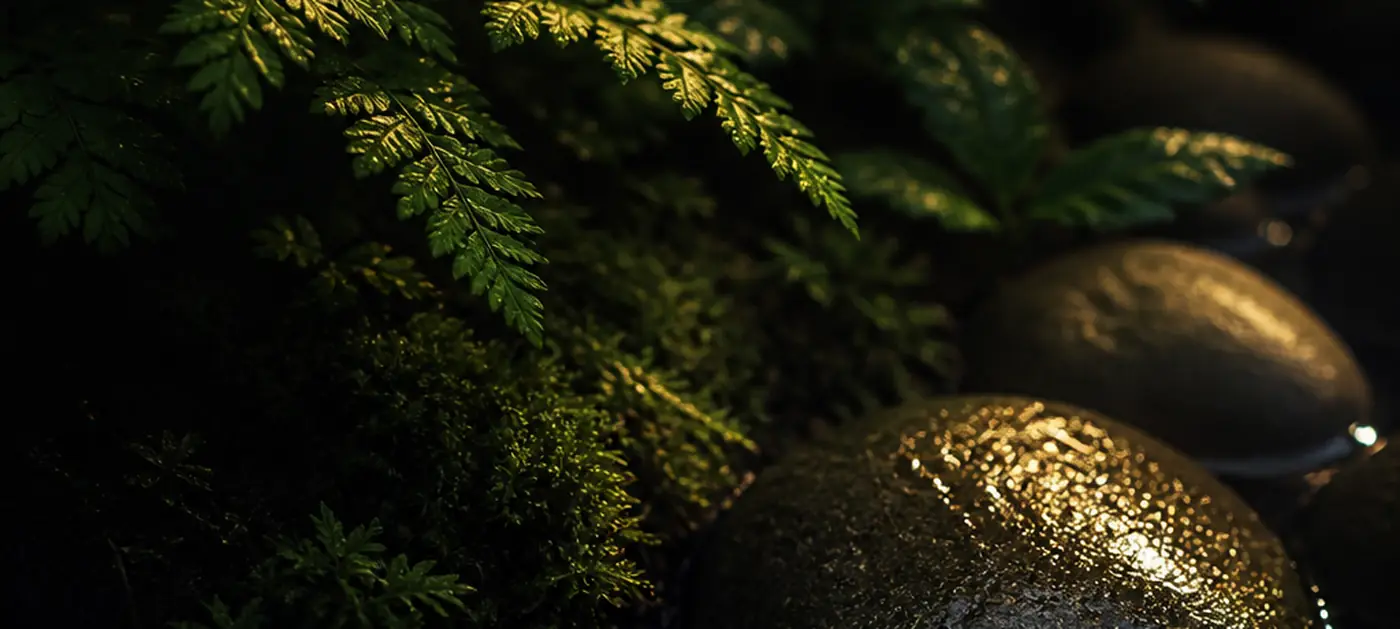 Wet river stones and moss in low evening light