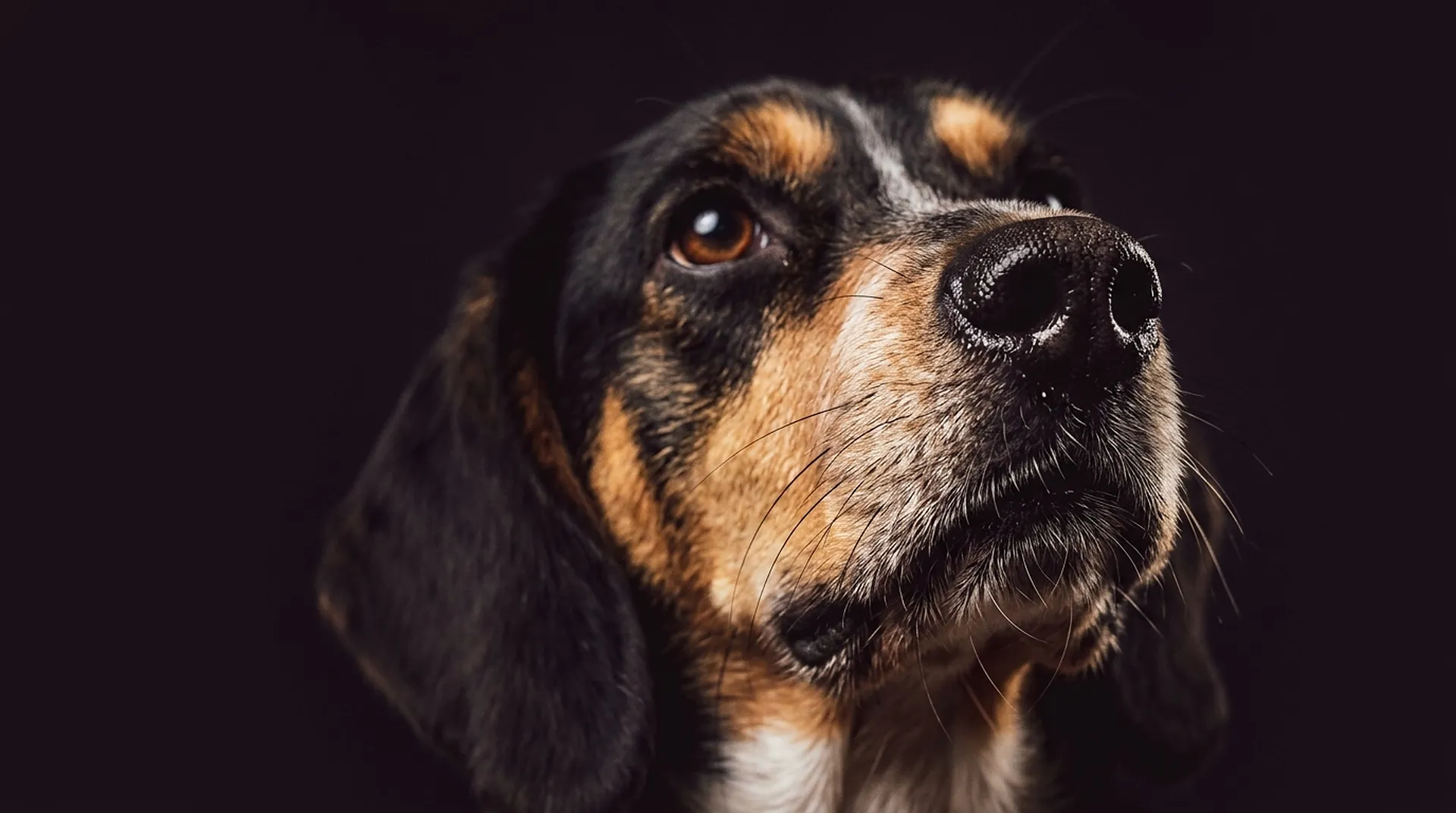 Close portrait of a tricolor hound mix looking up in low light