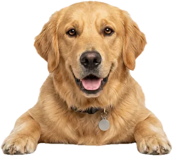A golden retriever resting its chin and paws on the edge